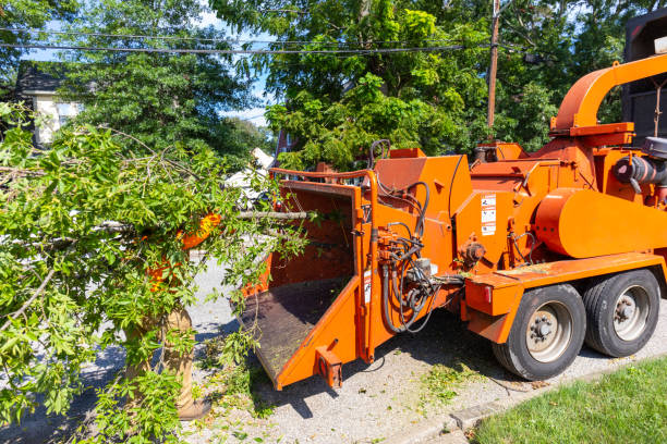 Tree Health Inspection in Wappingers Falls, NY